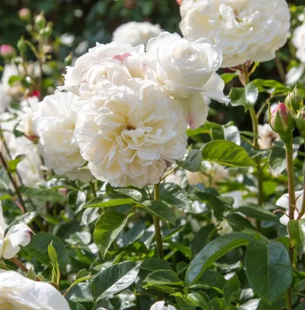 Vrtnica Tranquility David Austin®