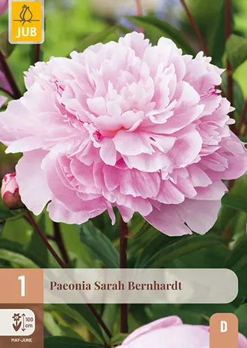 Potonika SARAH BERNHARDT (X1)
