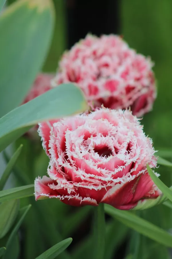 Tulipani QUEENSLAND x10