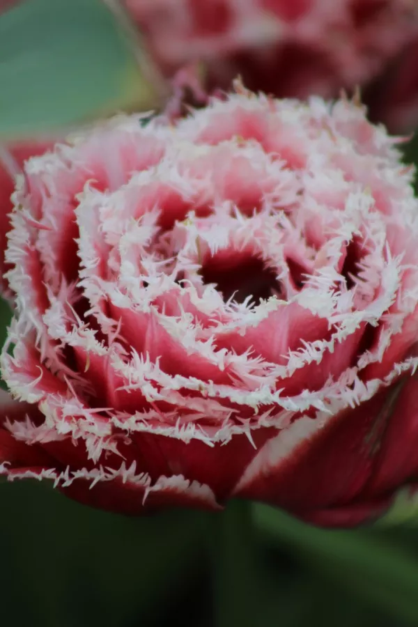 Tulipani QUEENSLAND x10