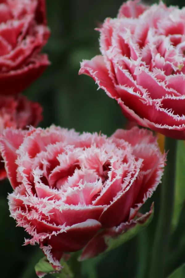 Tulipani QUEENSLAND x10