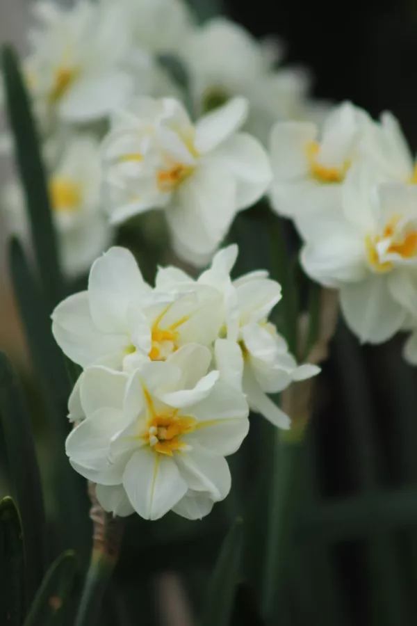Narcise BRIDAL CROWN x10