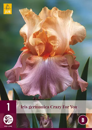 Iris CRAZY FOR YOU (x1)