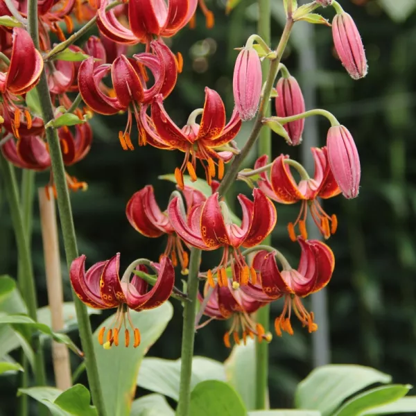 Lilija Martagon CLAUDE SHRIDE (x5)