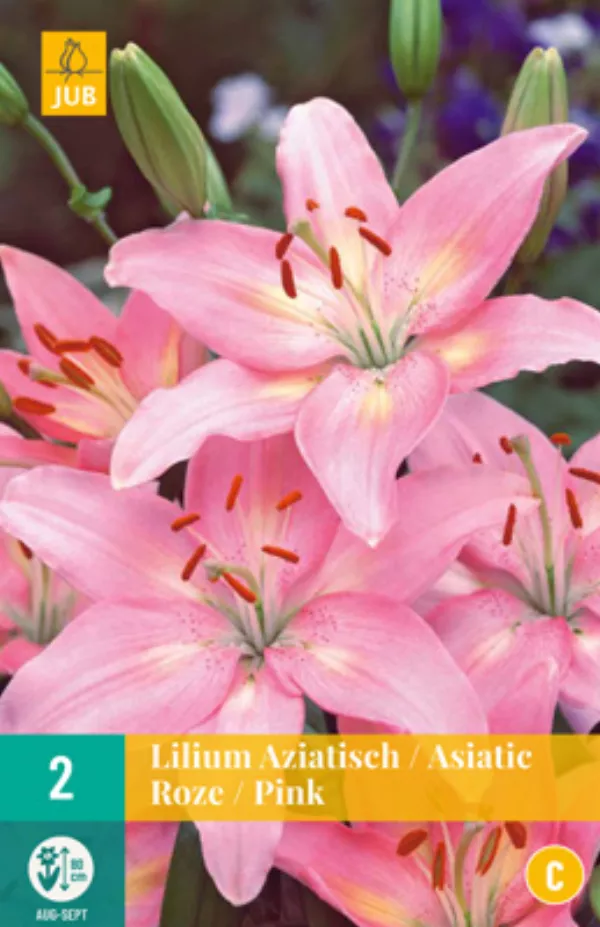 Azijska lilija - roza x2