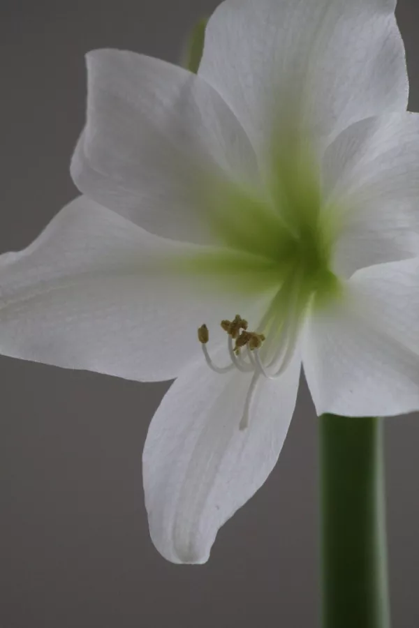 Vitezova zvezda (Amarilis) WHITE PYGMEE - velika čebulica x1