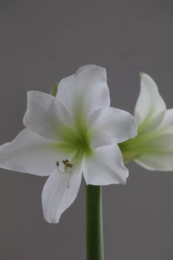 Vitezova zvezda (Amarilis) WHITE PYGMEE - velika čebulica x1