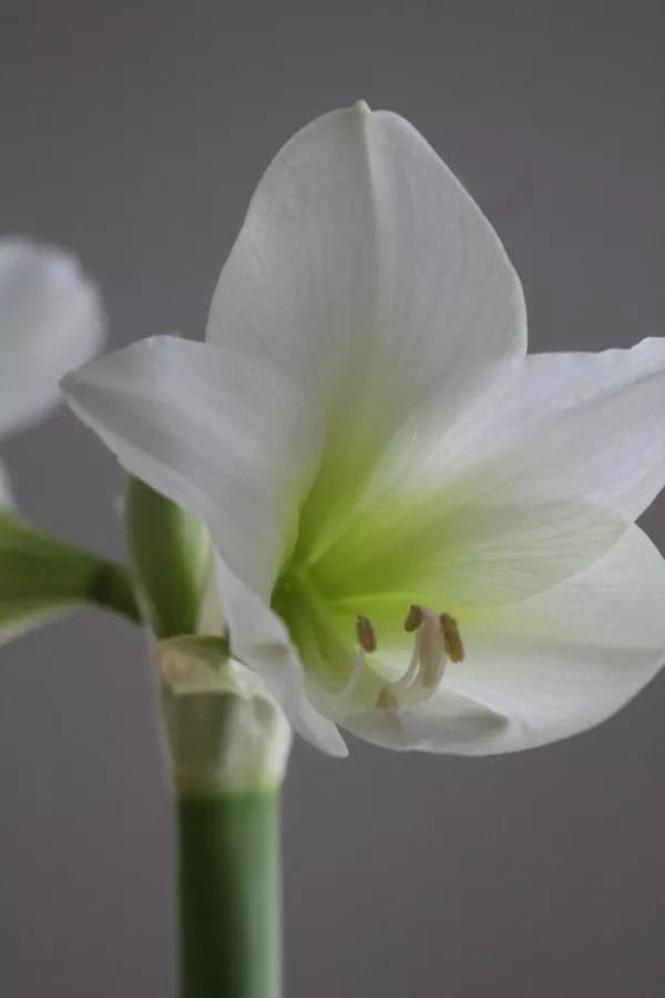 Vitezova zvezda (Amarilis) WHITE PYGMEE - velika čebulica x1