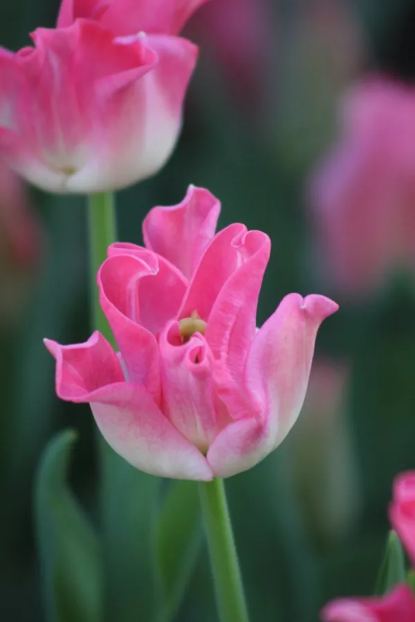 Tulipani CROWN OF DYNASTY x10