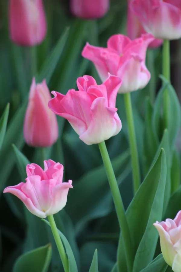 Tulipani CROWN OF DYNASTY x10