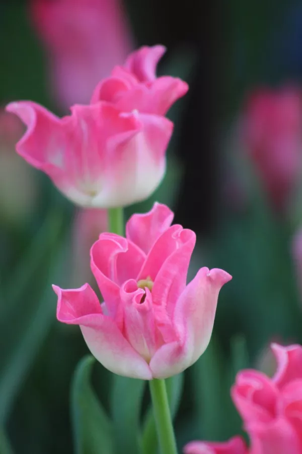 Tulipani CROWN OF DYNASTY x10