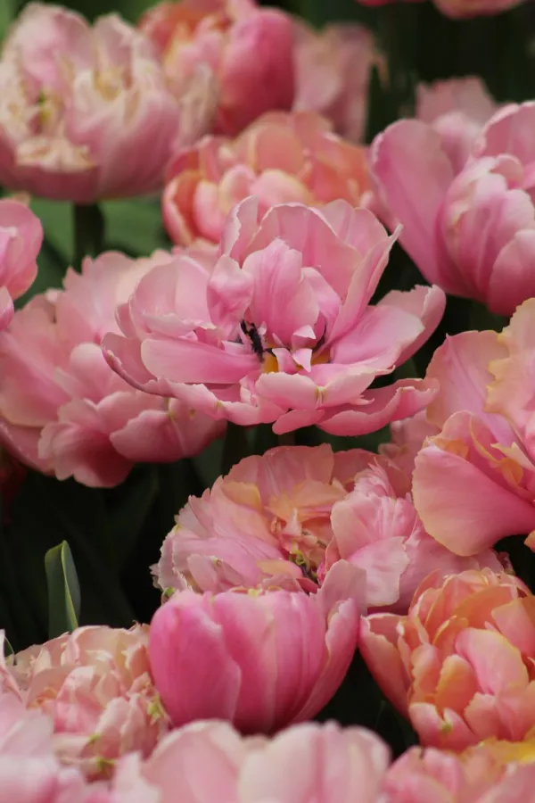 Tulipani PINK STAR x10 *velike čebulice (12+)