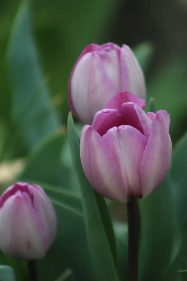 Tulipani JACUZZI x10  *velike čebulice (12/+)