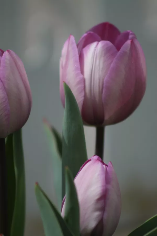 Tulipani JACUZZI x10  *velike čebulice (12/+)