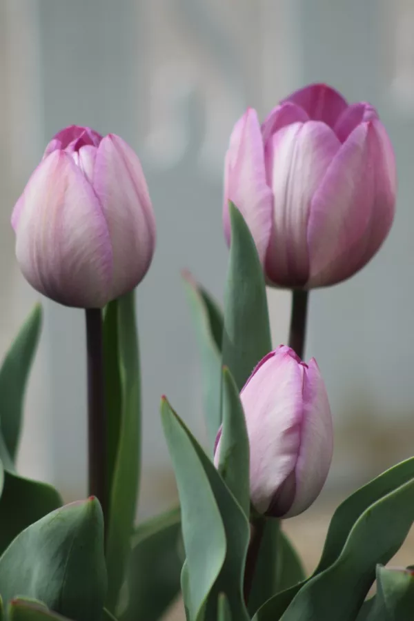 Tulipani JACUZZI x10  *velike čebulice (12/+)