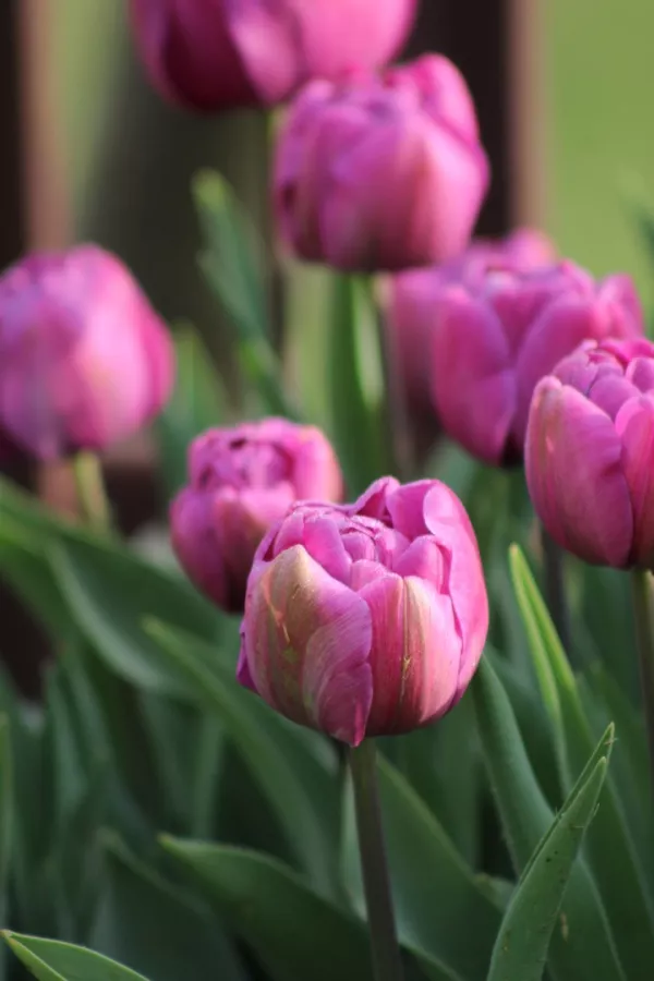 Tulipani TABLEDANCE x10