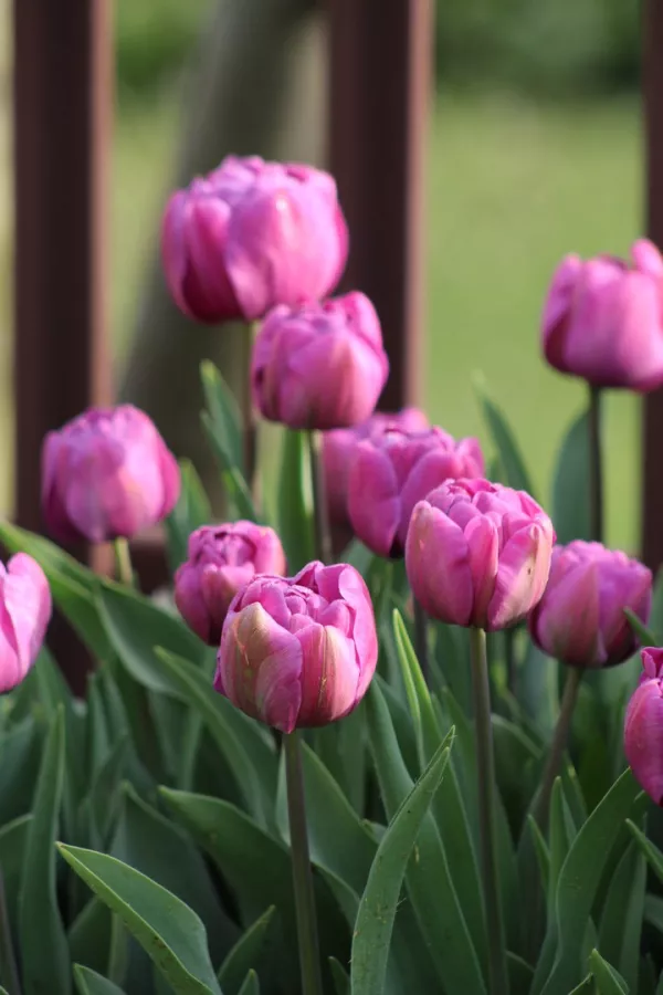 Tulipani TABLEDANCE x10