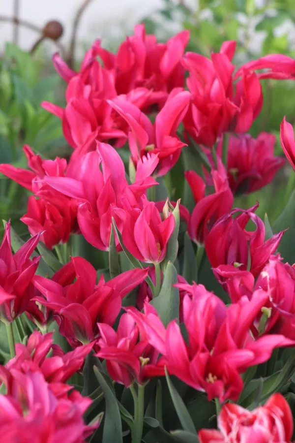 Tulipani DOLL`S MINUET x10 *velike čebulice (12+)