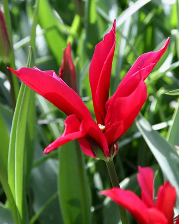 Tulipani DOLL`S MINUET x10 *velike čebulice (12+)