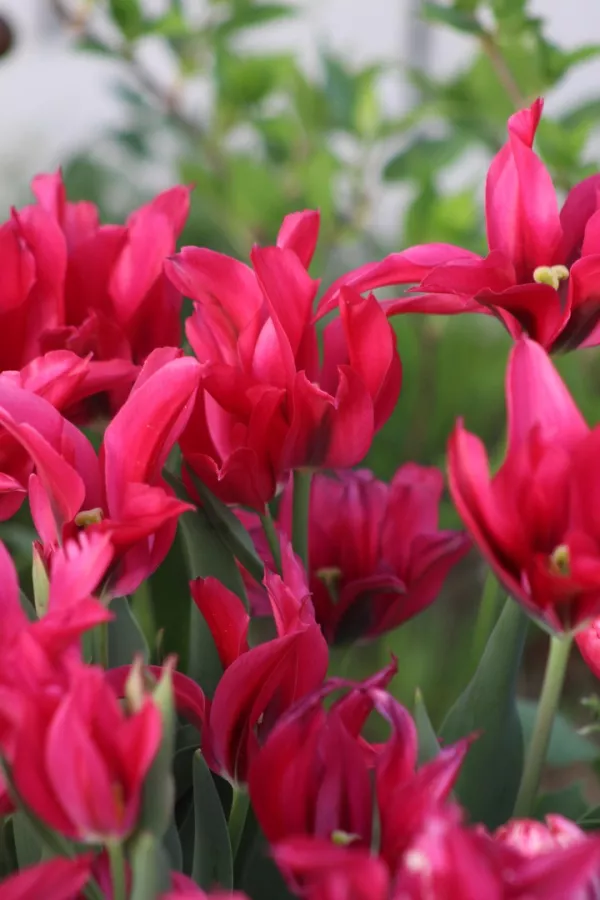 Tulipani DOLL`S MINUET x10 *velike čebulice (12+)