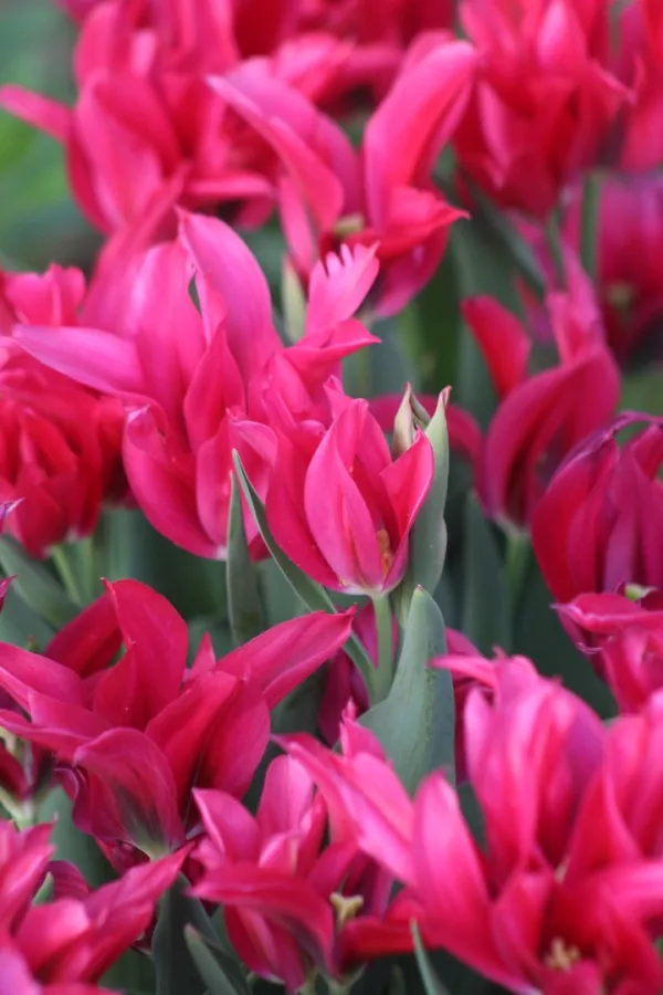 Tulipani DOLL`S MINUET x10 *velike čebulice (12+)