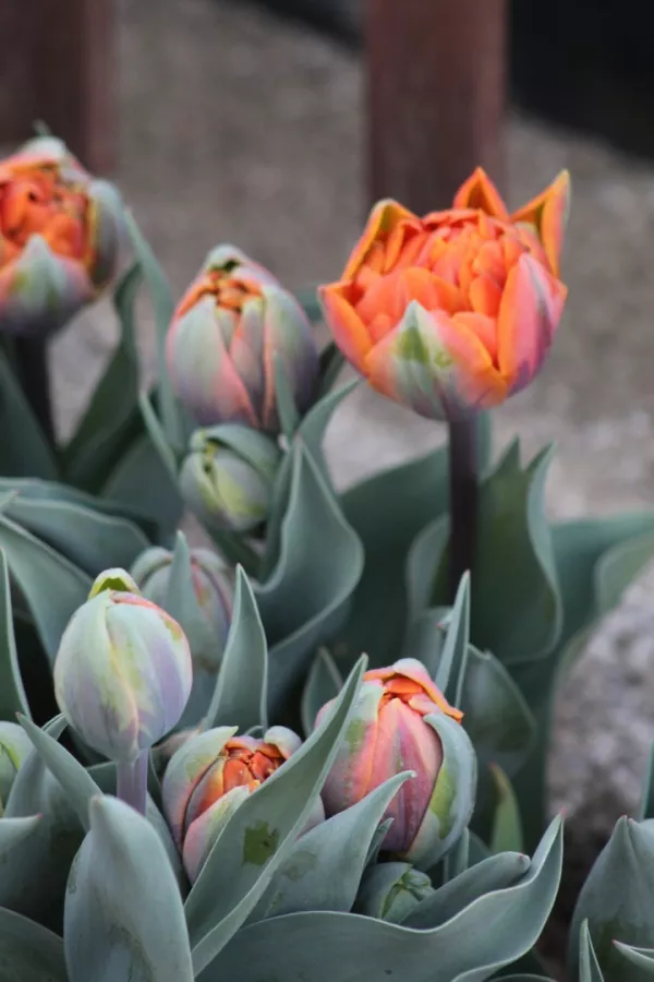 Tulipani ORANGE PRINCESS x10
