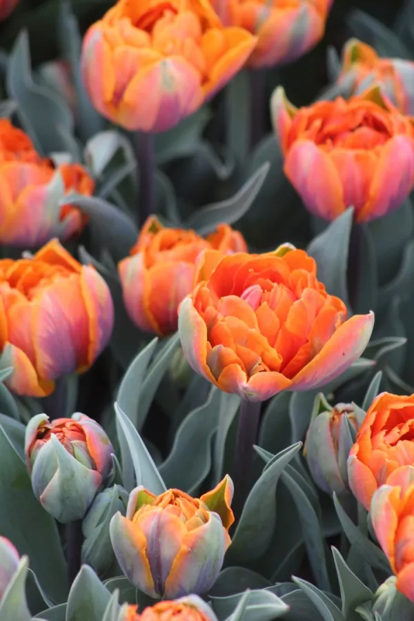 Tulipani ORANGE PRINCESS x10