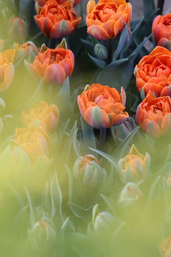 Tulipani ORANGE PRINCESS x10