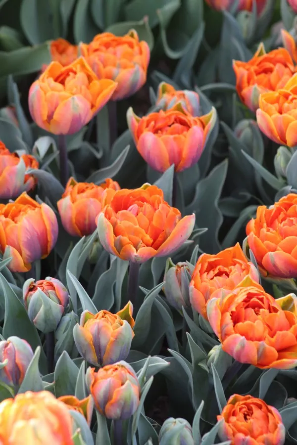 Tulipani ORANGE PRINCESS x10