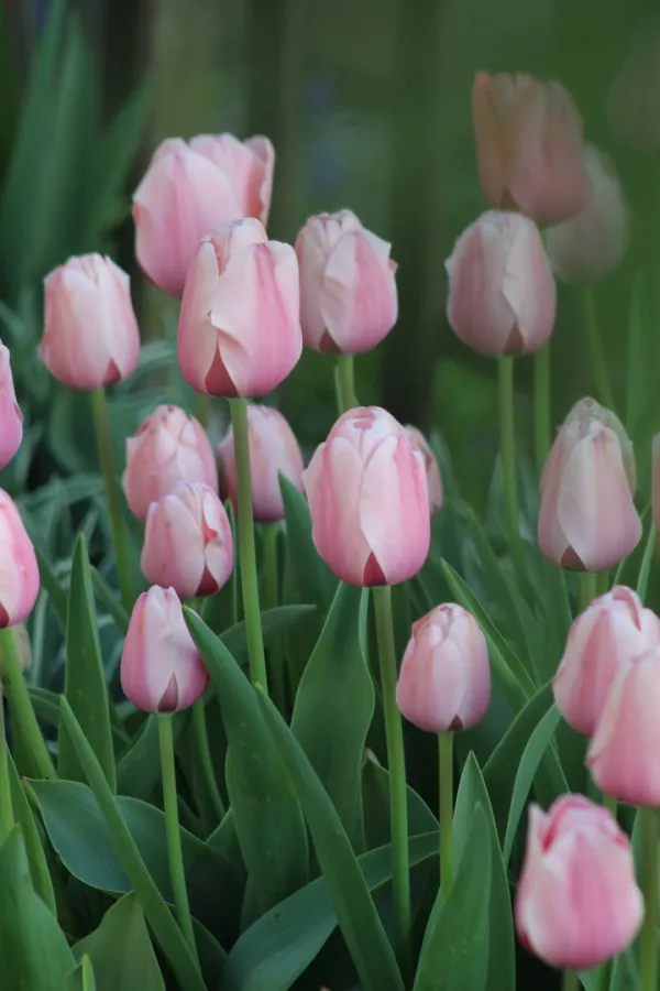 Tulipani SALMON IMPRESSION x10 *velike čebulice (12/+)