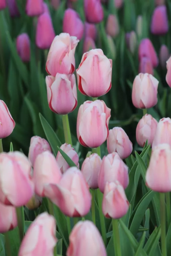 Tulipani SALMON IMPRESSION x10 *velike čebulice (12/+)