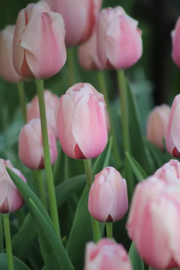 Tulipani SALMON IMPRESSION x10 *velike čebulice (12/+)