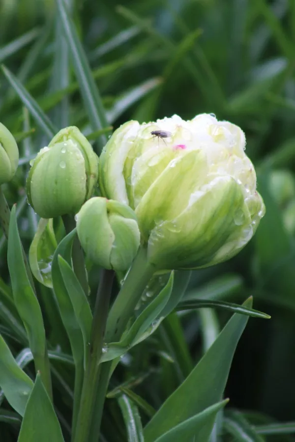 Tulipani DANCELINE x10