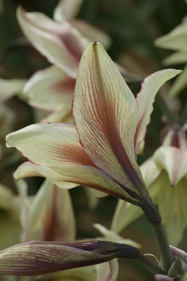 Vitezova zvezda (Amarilis) MAGIC GREEN - čebulica x1