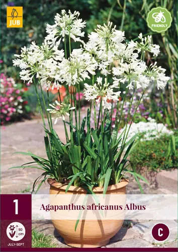 Afriška lilija - BELA (AGAPANTHUS AFRICANUS Albus)