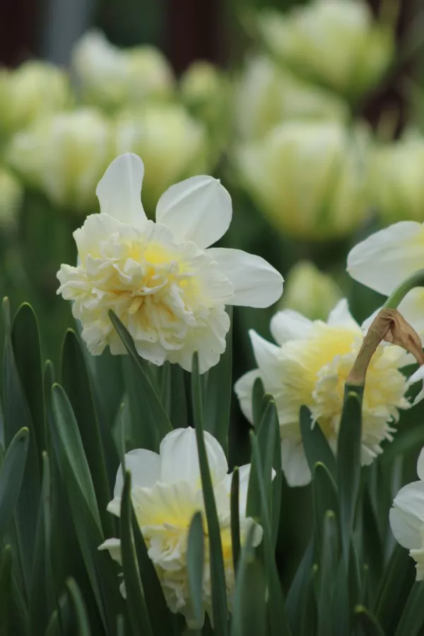 Narcise ICE KING x10 *večje čebulice (14/16)