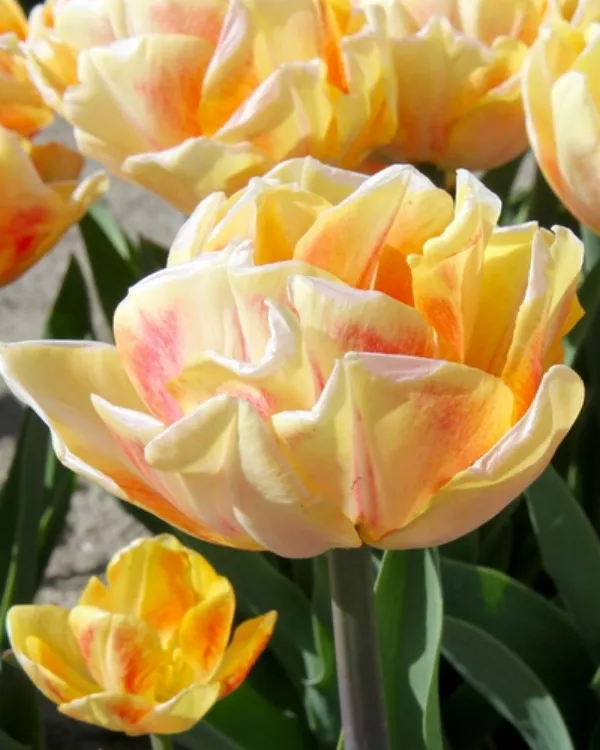 Tulipani FOXY FOXTROT x10