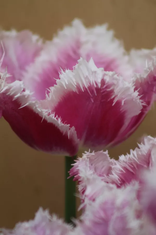 Tulipani CUMMINS x10 *velike čebulice (12/+)