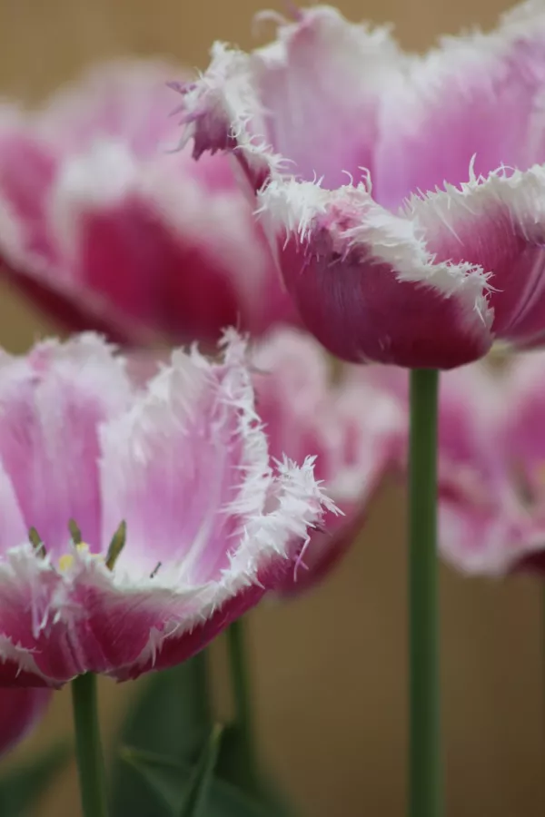 Tulipani CUMMINS x10 *velike čebulice (12/+)