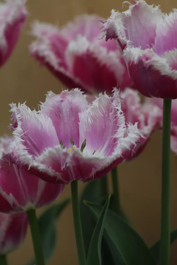 Tulipani CUMMINS x10 *velike čebulice (12/+)