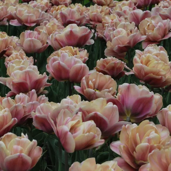 Tulipani LA BELLE EPOQUE x10