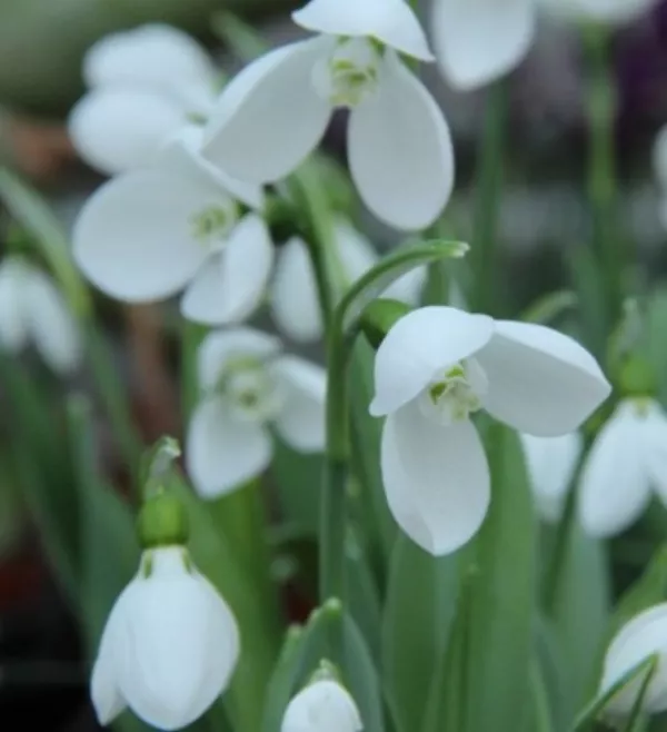 Mali zvonček POLAR BEAR (x10)