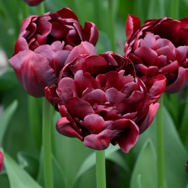 Tulipani PALMYRA x10 *velike čebulice (12/+)