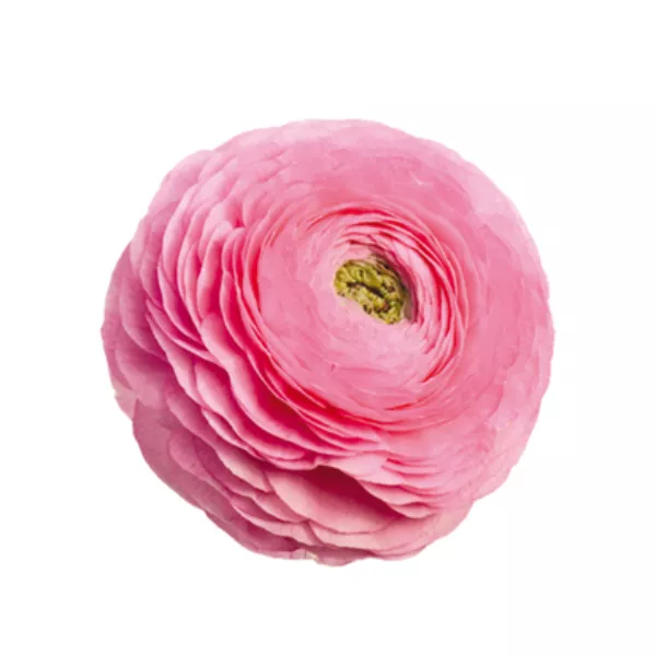 Ranunkule Elegance® Rosa Chiaro x10 *veliki gomoljčki