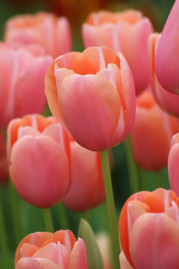 Francoski tulipani MENTON x10 *velike čebulice (12+)