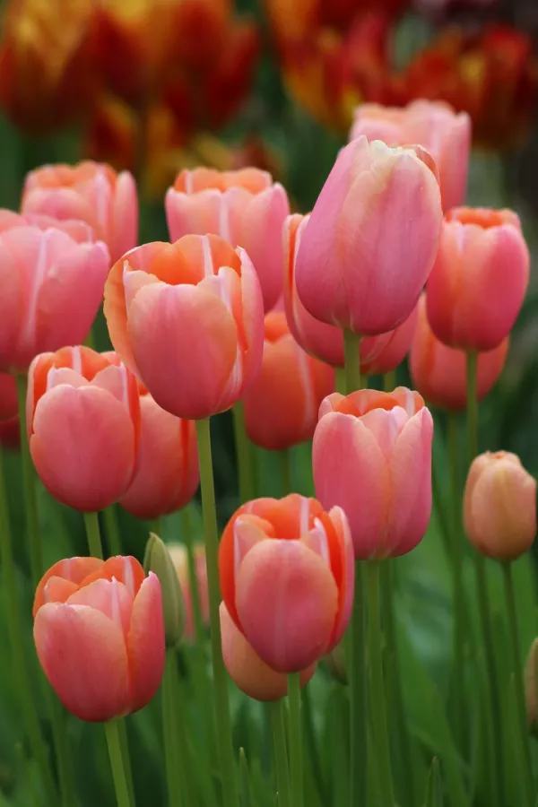 Francoski tulipani MENTON x10 *velike čebulice (12+)