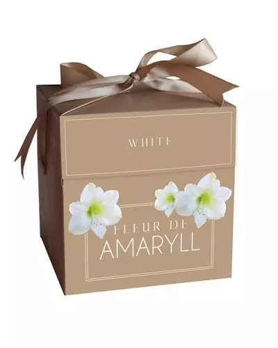 Darilna škatla FLEUR D`AMARYLL WHITE - 1 x čebulica Amarilis bel