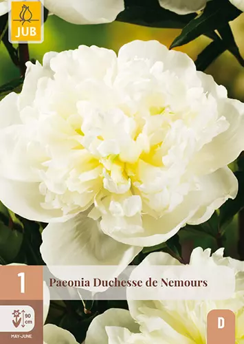 Potonika DUCHESSE DE      NEMOURS (x1)