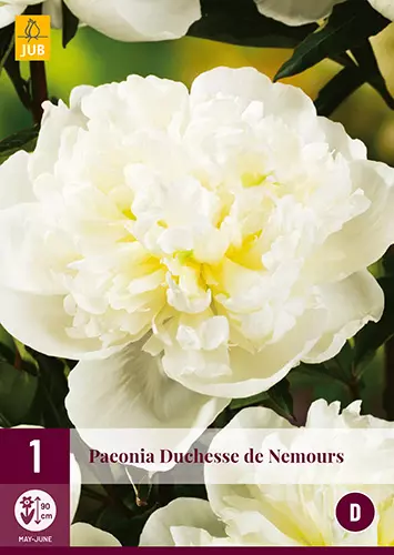 Potonika DUCHESSE DE      NEMOURS (x1)